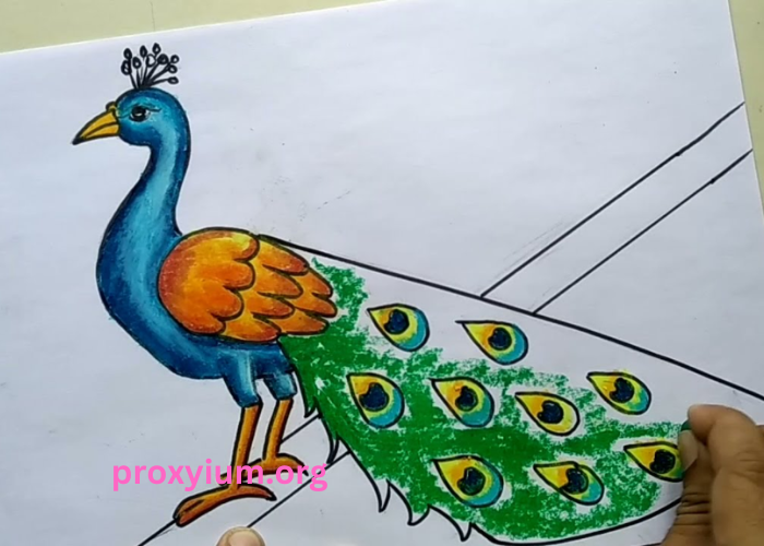 Easy Steps to Create a Beautiful Peacock Drawing